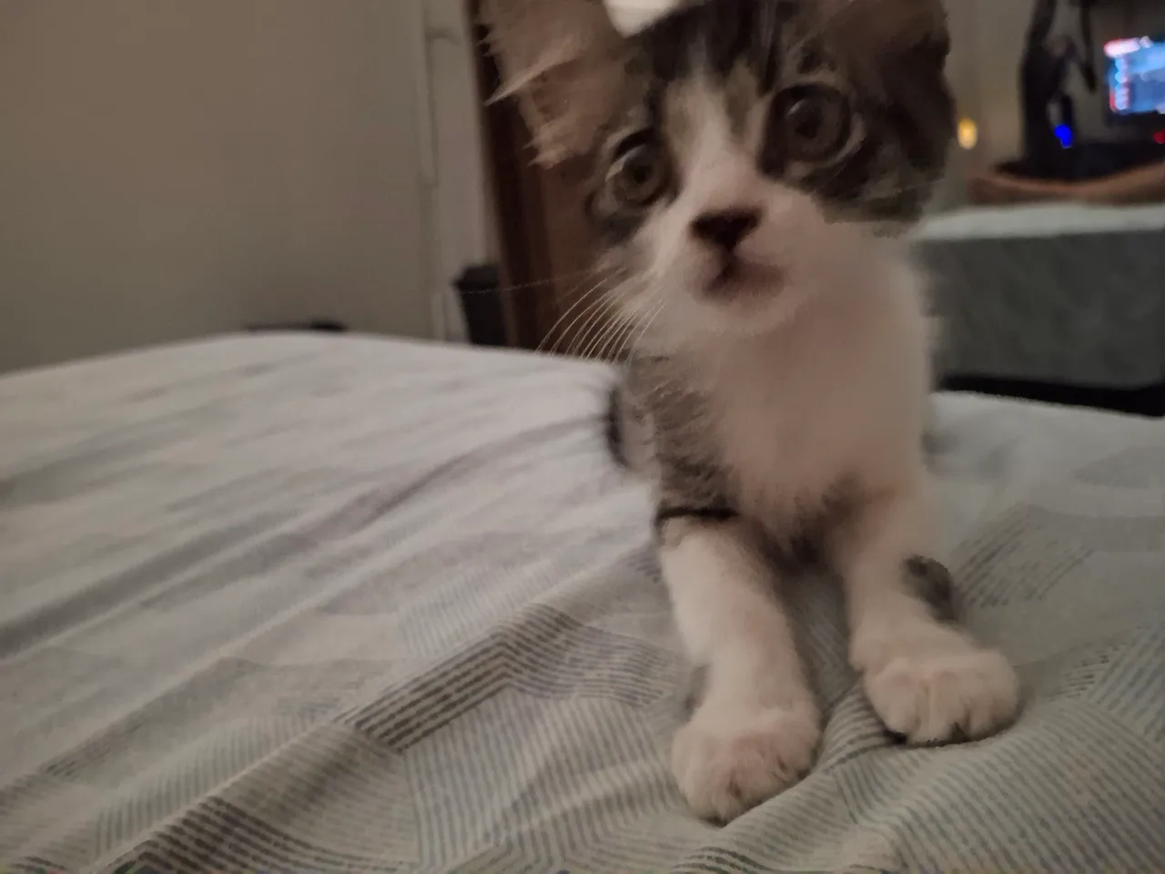 Filhote de gato 5 meses, adoção responsável