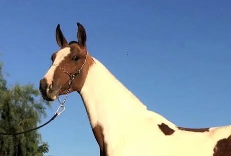 Égua mangalarga marchador registrada pampa marcha picada - Foto 2