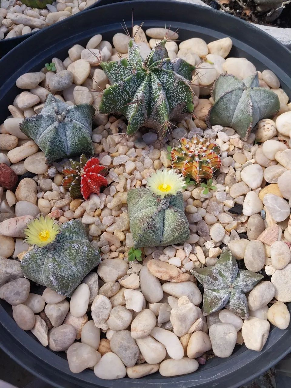 Cacto Astrophytum myriostigma arranjo - Foto 4