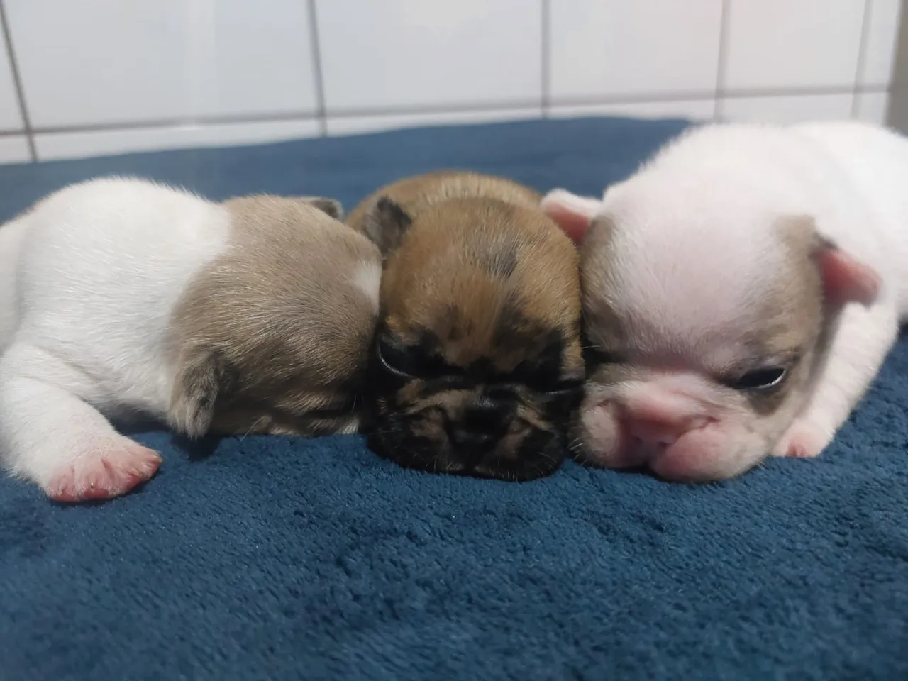 Filhotes de Bulldog Francês para venda