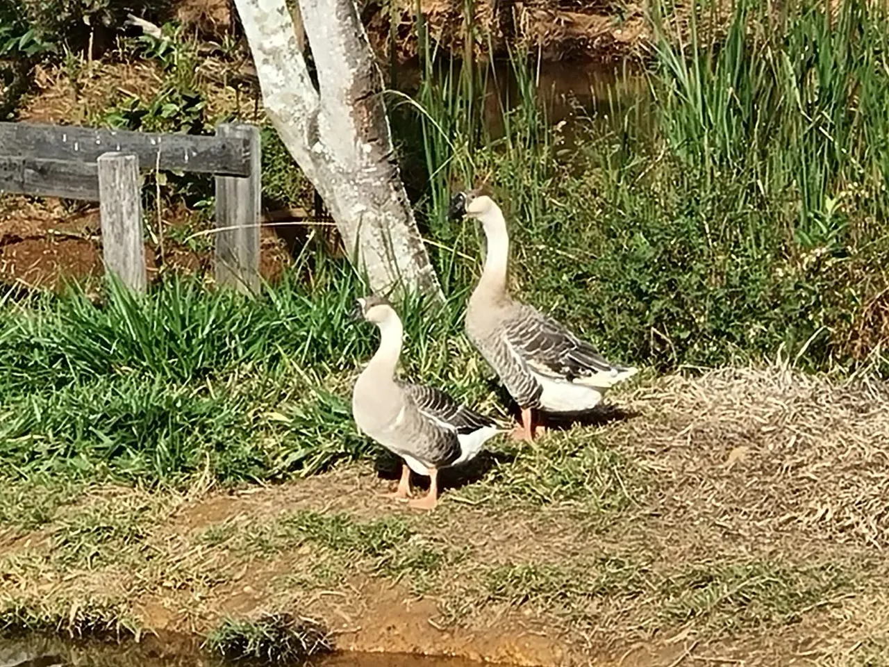 Casal ganso africanoLindos