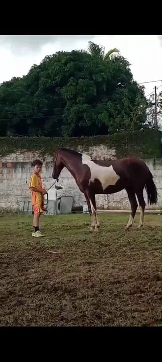 Potra 2 anos - Foto 5