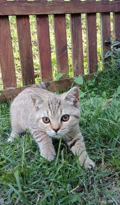 Bristish Short Hair Adoráveis na Cor Brown Tabe 