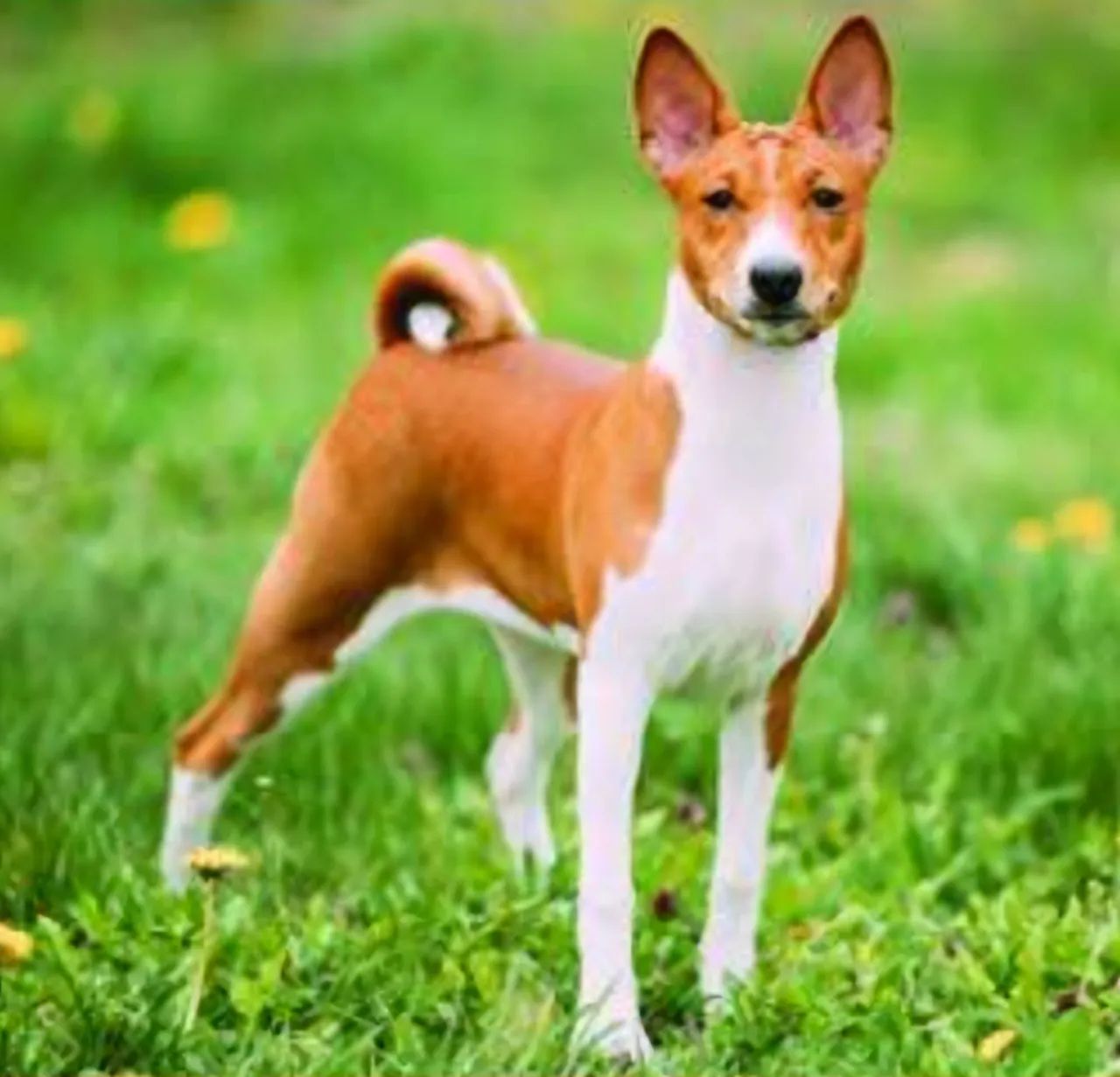 Filhotes de Basenji - Foto 2