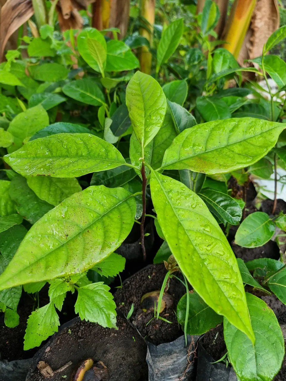 Mudinhas de abacateiras: produção de frutos garantida!