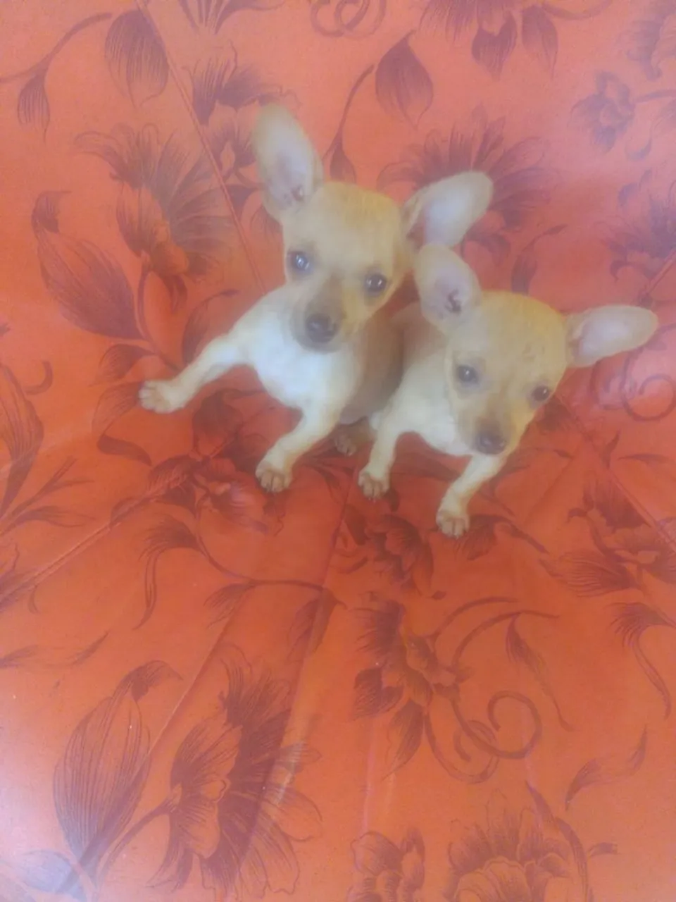 Dois filhotes de pincher