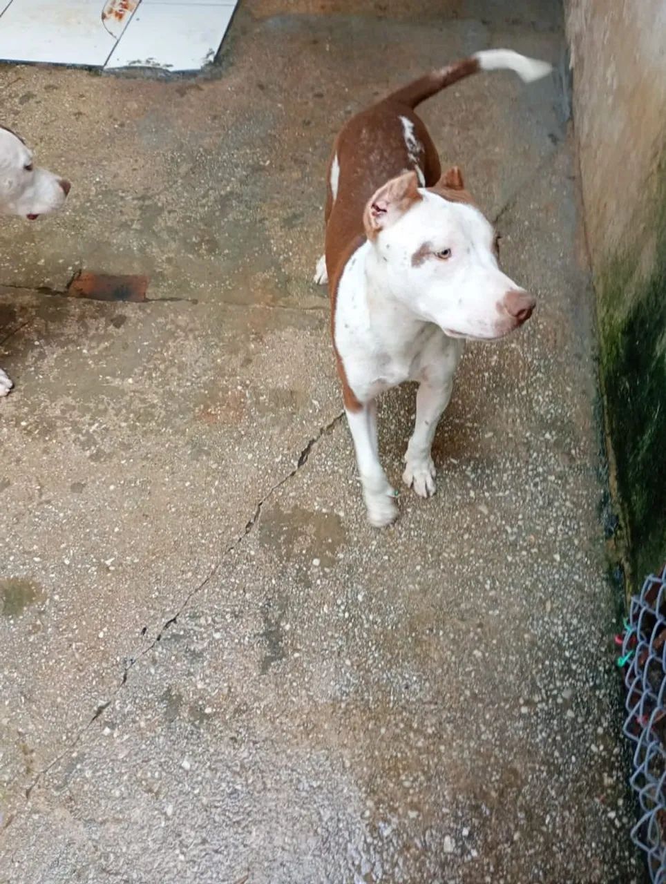 Pitbull disponível 