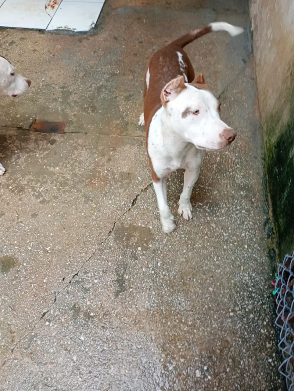 Pitbull disponível