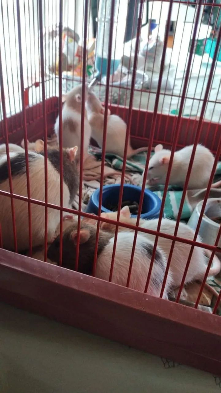 Ratos twister  - Foto 2