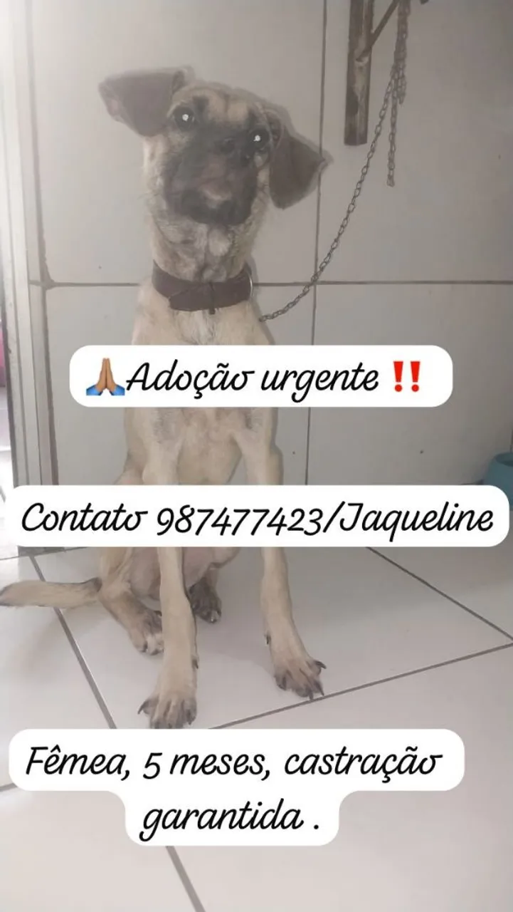 ADOÇÃO RESPONSÁVEL! Cachorrinha para adoção urgente - 5 meses