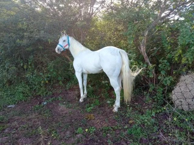 Égua Quarto de Milha a Venda - Foto 2