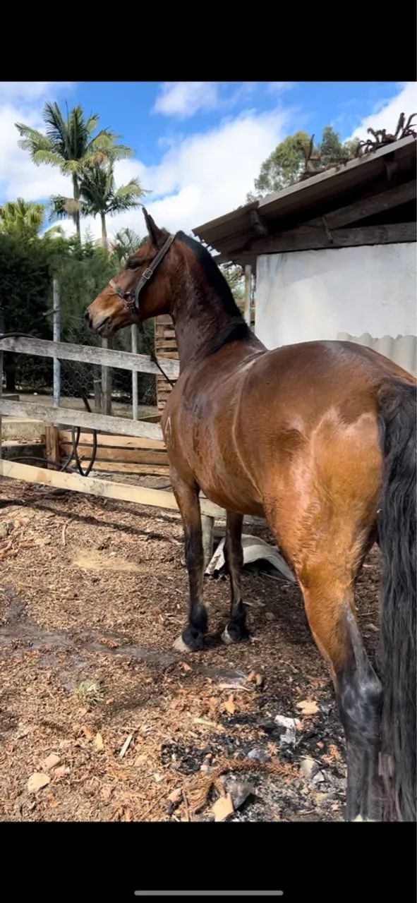 Egua mangalarga marchador registrada  - Foto 2