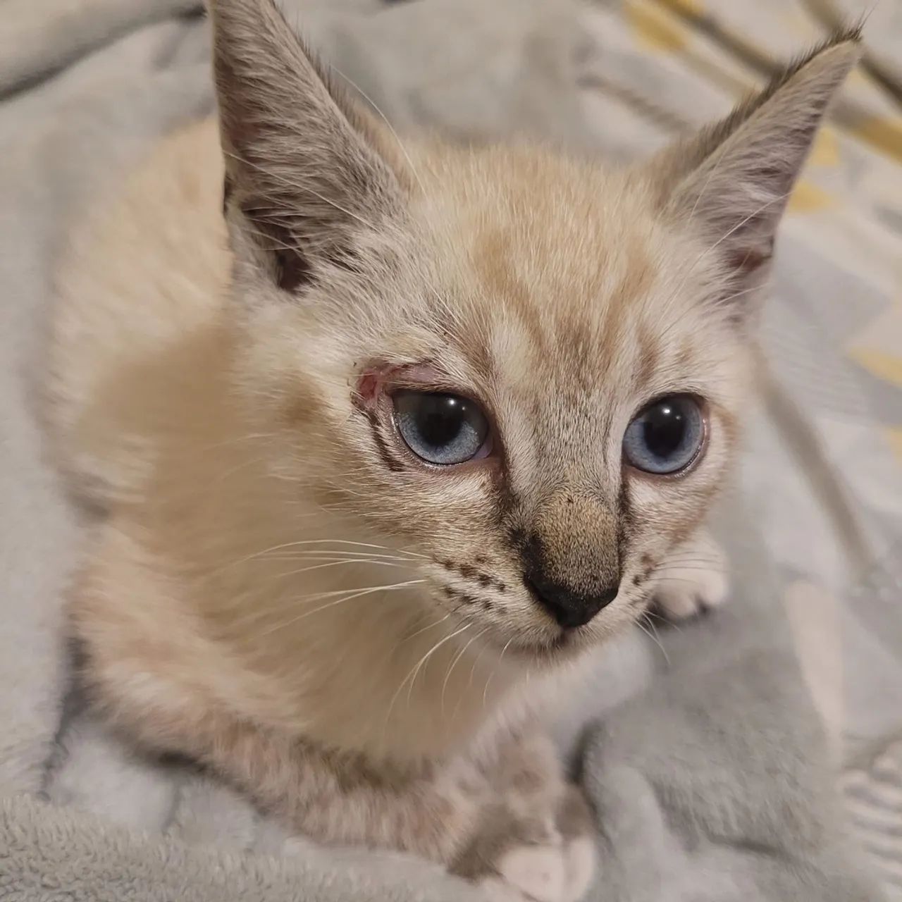 Doação do denguinho