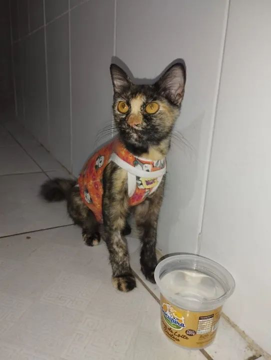 Gatinha Fêmea Castrada