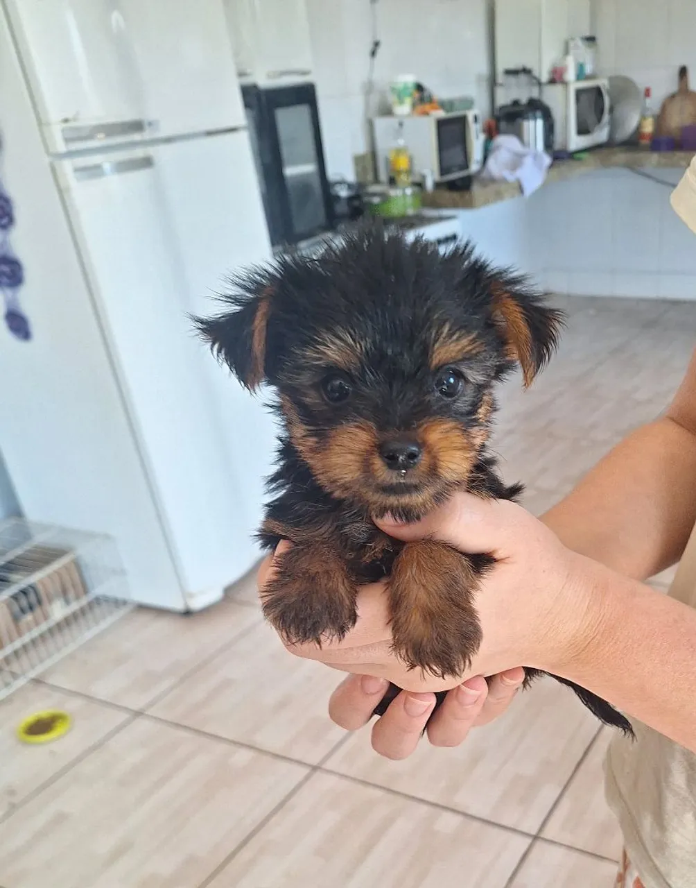Filhote de Yorkshire Terrier