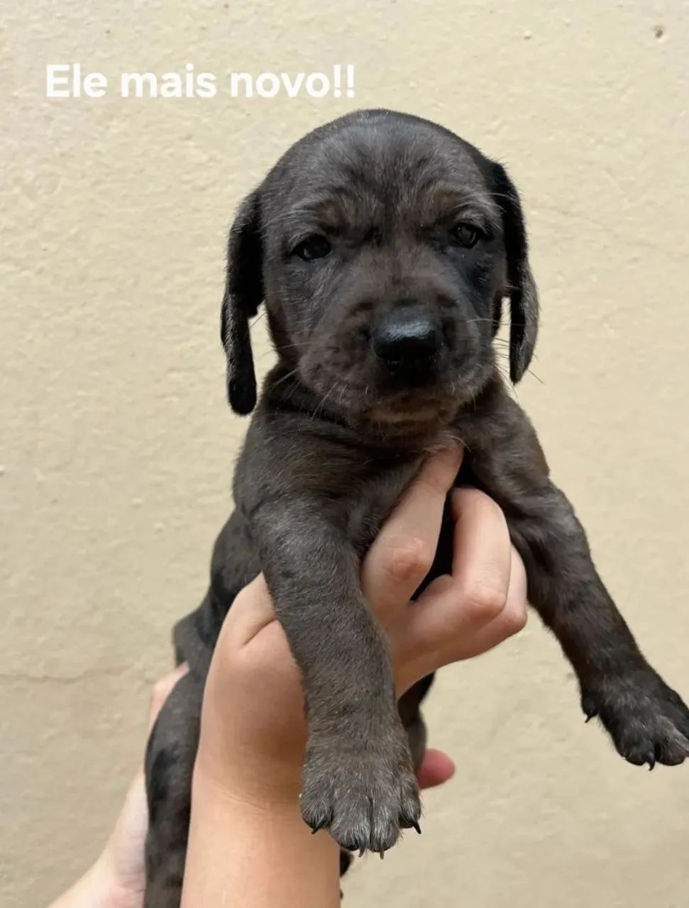 Filhotinho Manchado Cofap  - Foto 4