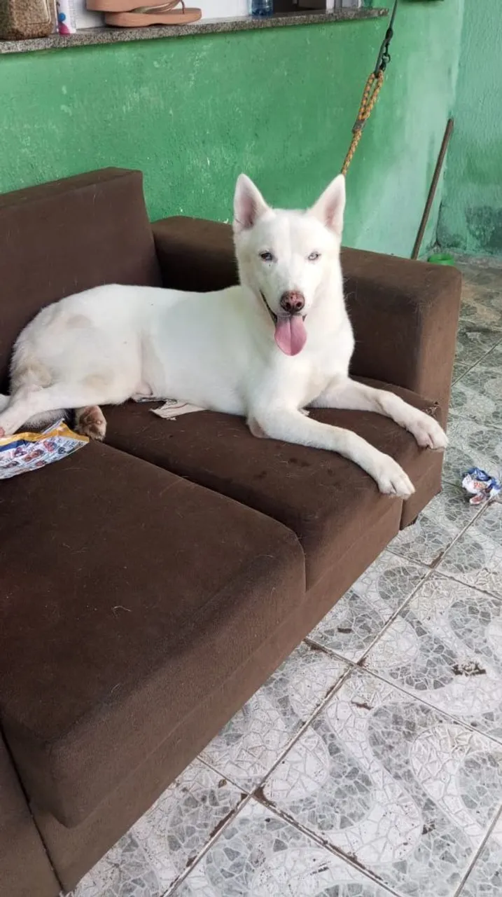 Husky Siberiano Branco de Olhos Azuis