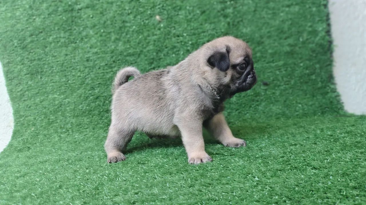 Lindos filhotes de Pug  - Foto 4