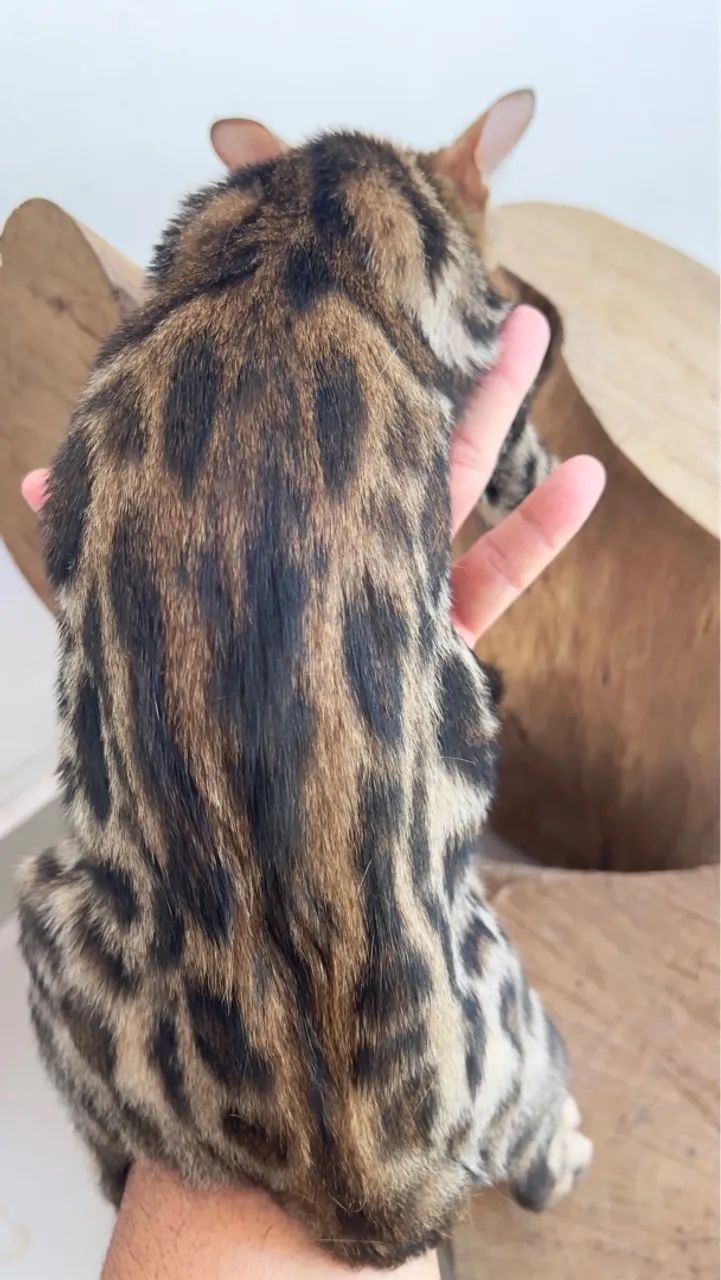 Gato Bengal  - Foto 4