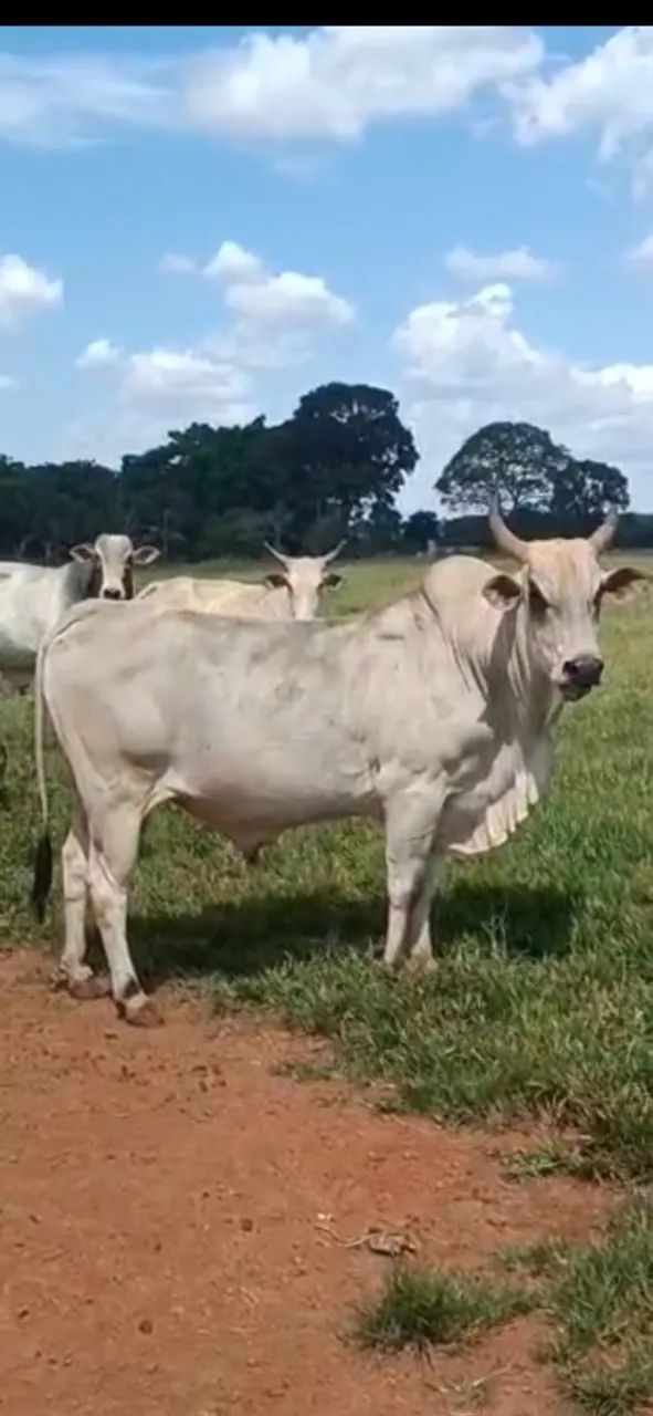 Vendo Bois em Abadia de Goiás  - Foto 2