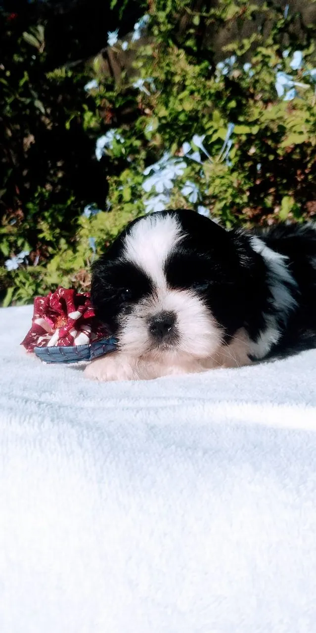 Filhote Shih Tzu - Lindíssimo
