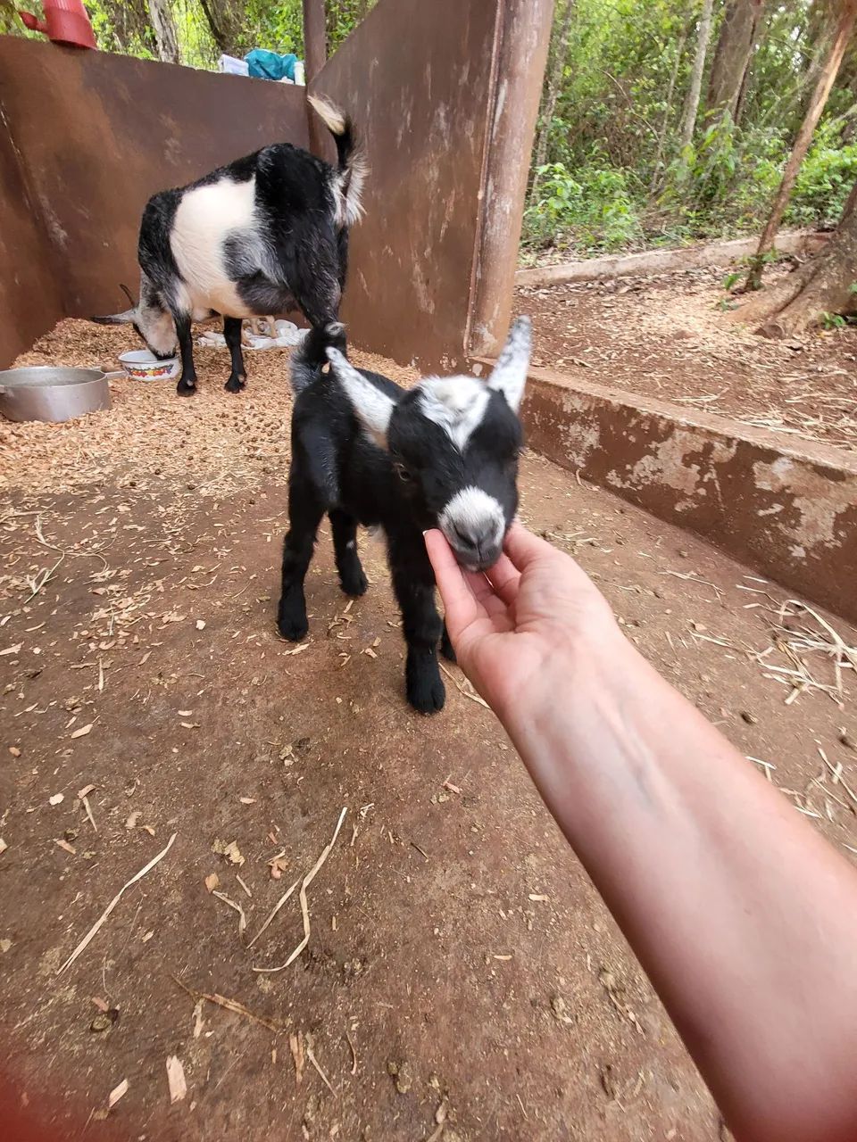 #minicabras - Foto 5