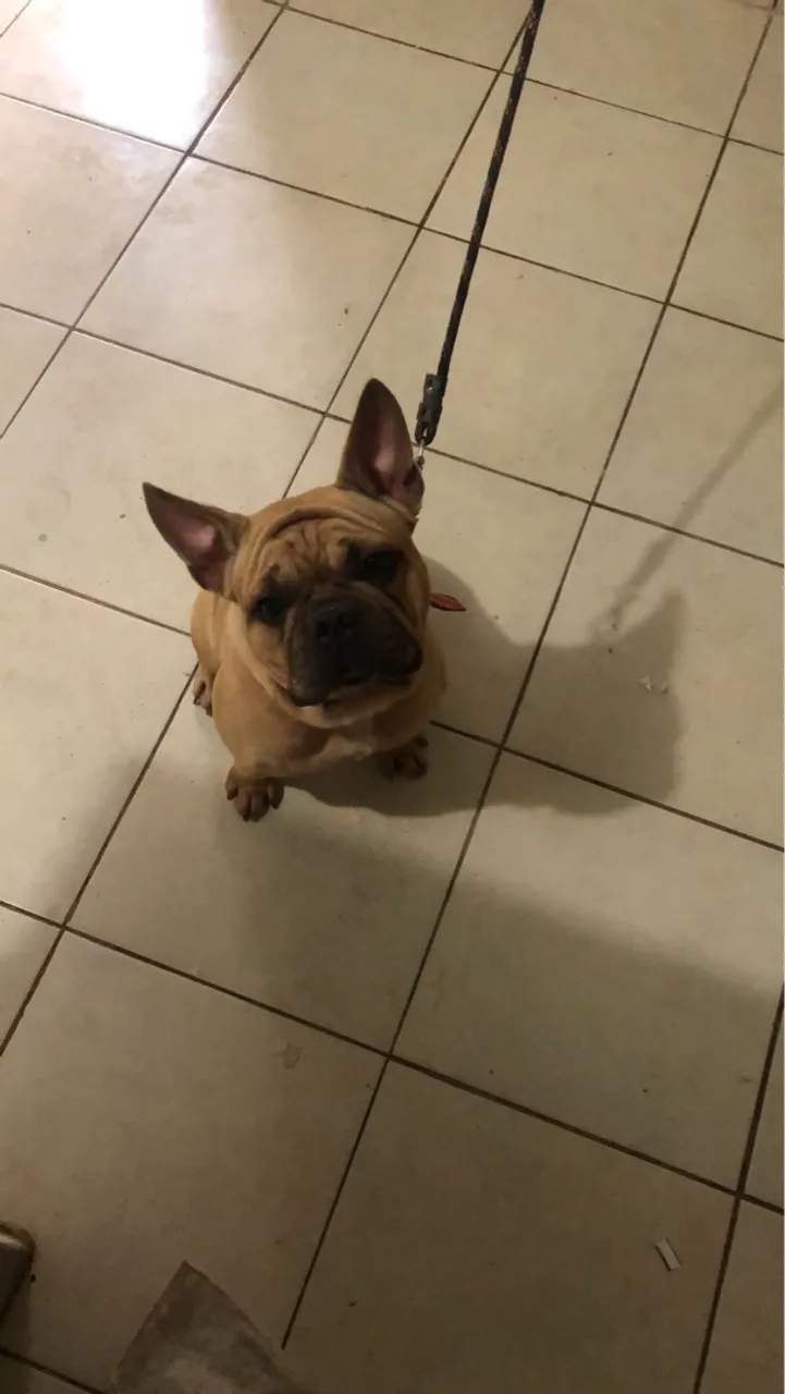 Bulldog Francês Charmoso para vender
