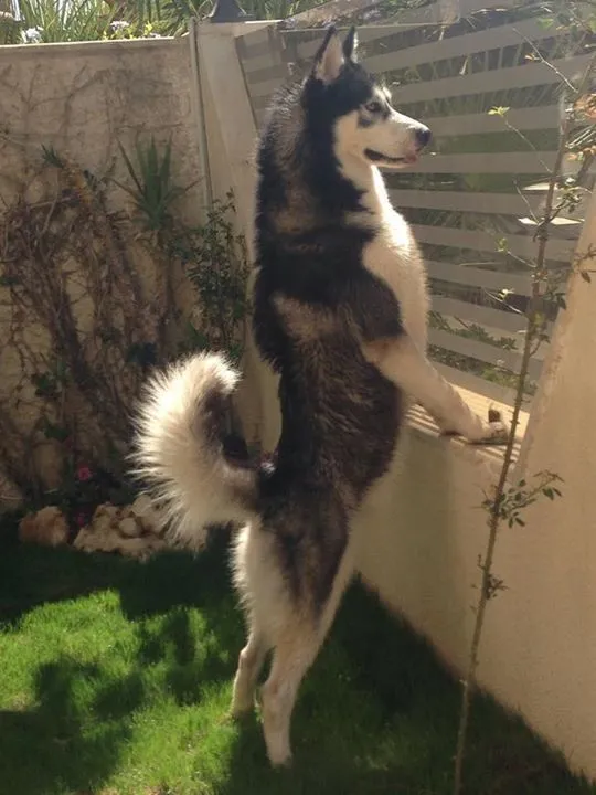 Husky Siberiano - Filhote