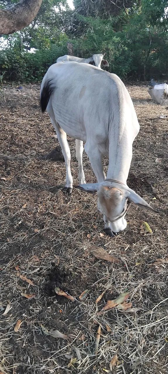 Vendo uma linda novilha