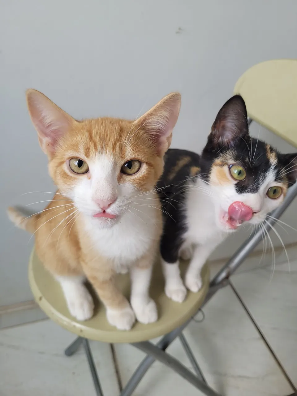 Gatinha e Gatinho