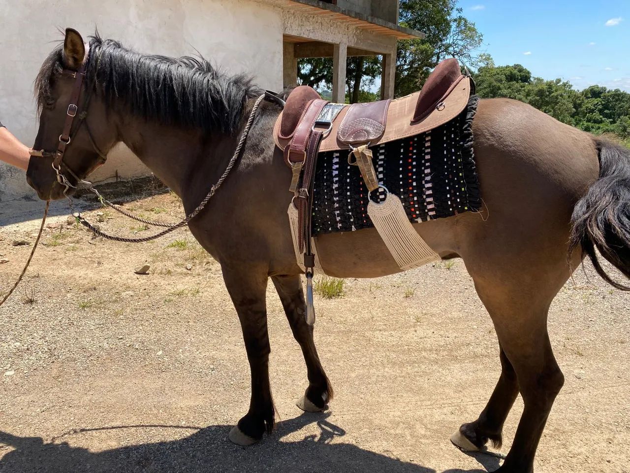 Vende-se cavalo montaria lobuno 