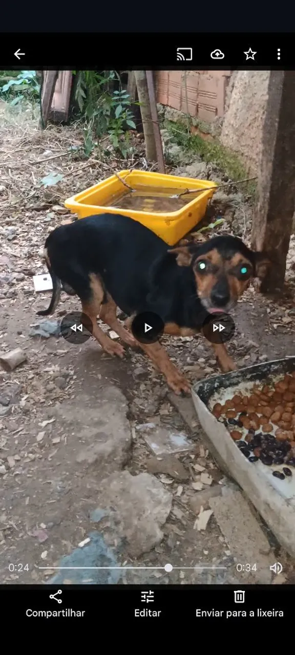 Pinscher
