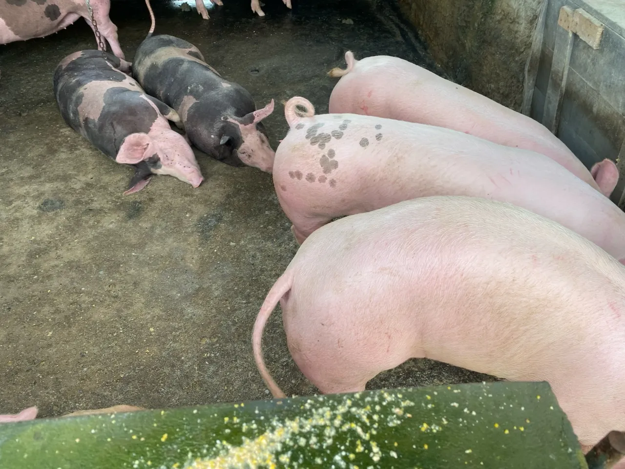 Vendo 34 leitões em meia de 45 a 50 kg