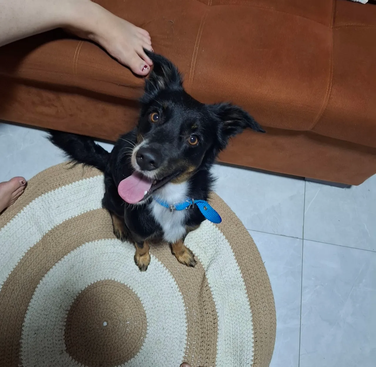 Cachorro para adoção