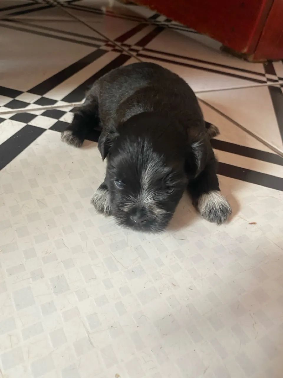Filhotes de Lhasa Apso - Nascidos em 13/5/25 - Foto 3