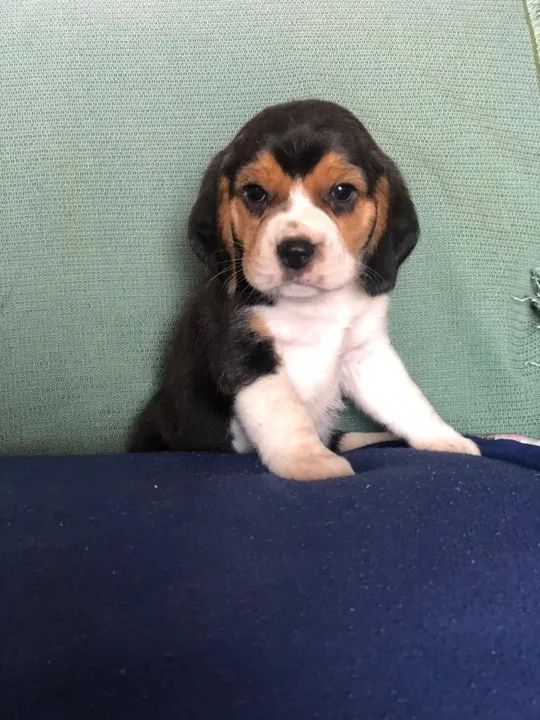 Beagle -Fêmea  - Foto 3