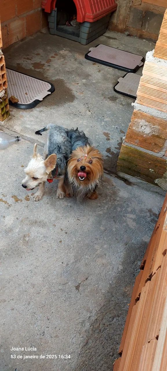 Vendo Yorkshire 1 300 cada são 3 fêmea  - Foto 6