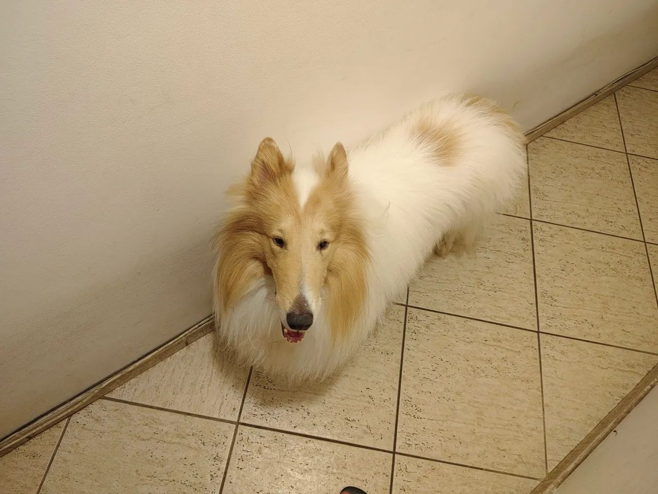 Macho Rough Collie lindo e dócil procura namorada.