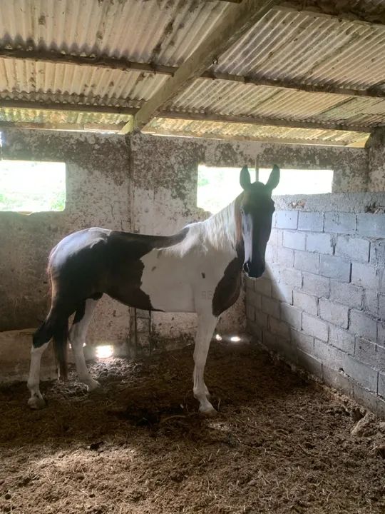 Égua Campolina Pampa de Preto - Foto 3