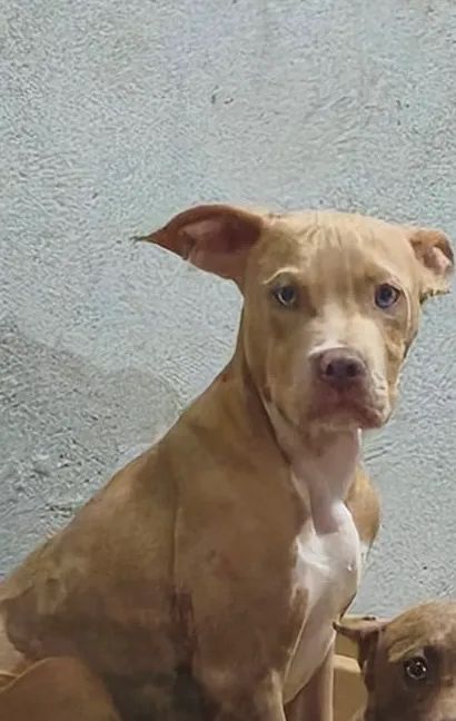 Vende-se filhote macho de Pit Monster   - Foto 3