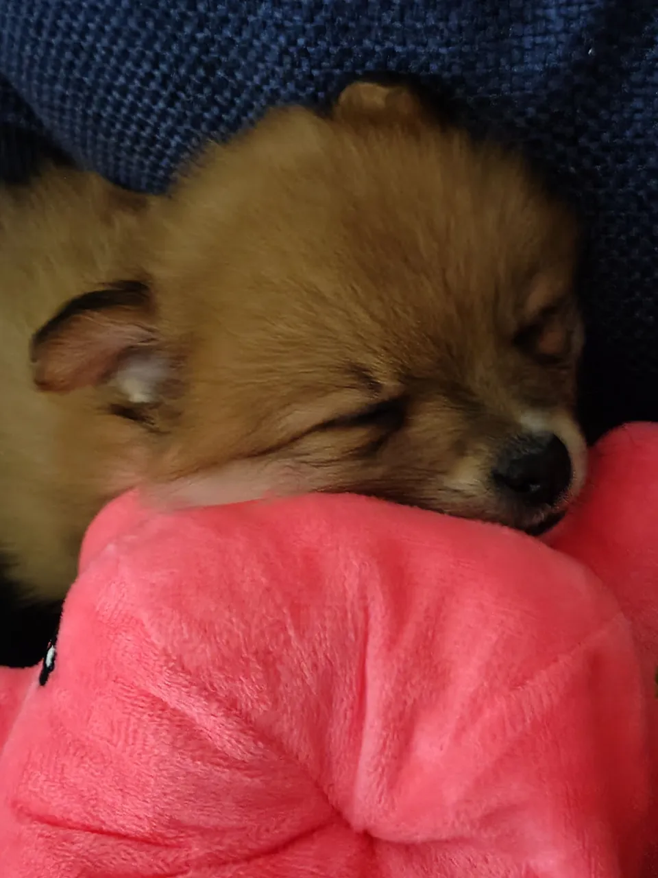 Filhote de Spitz Alemão Fêmea de: Fofura e Companhia!