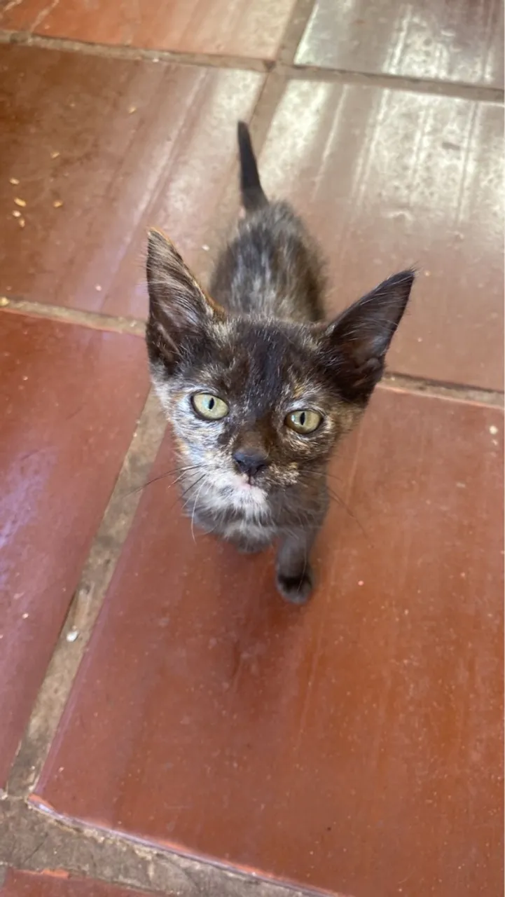 Lindos gatinhos pra adoção responsável 