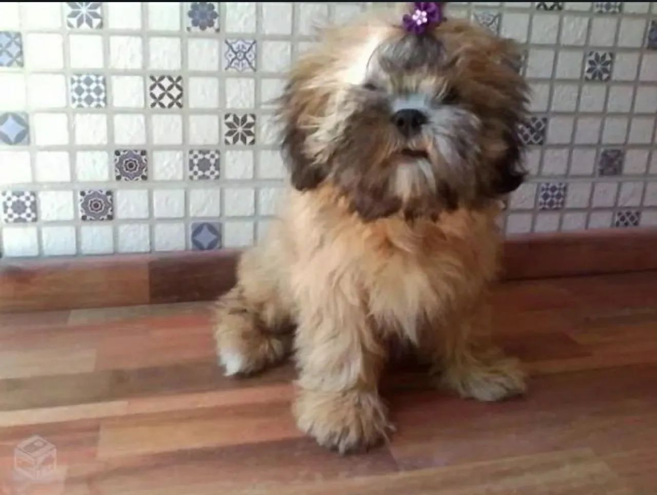 Adoção consciente Shih tzu