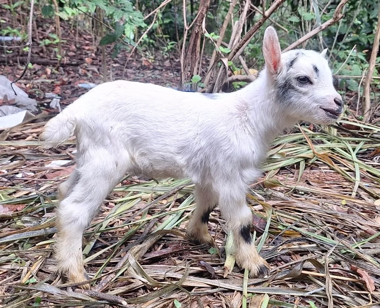 Mini Cabrito, mini cabra, mini bode!