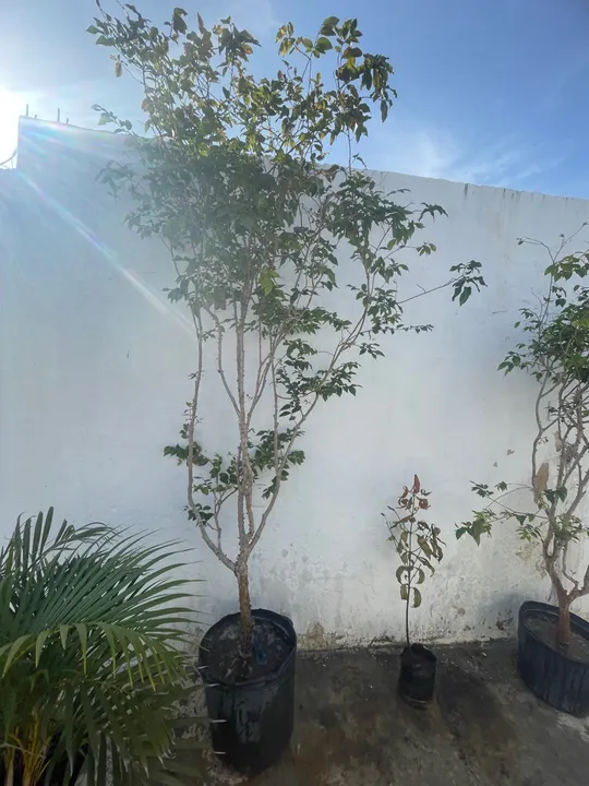 Jabuticaba híbrida produzindo