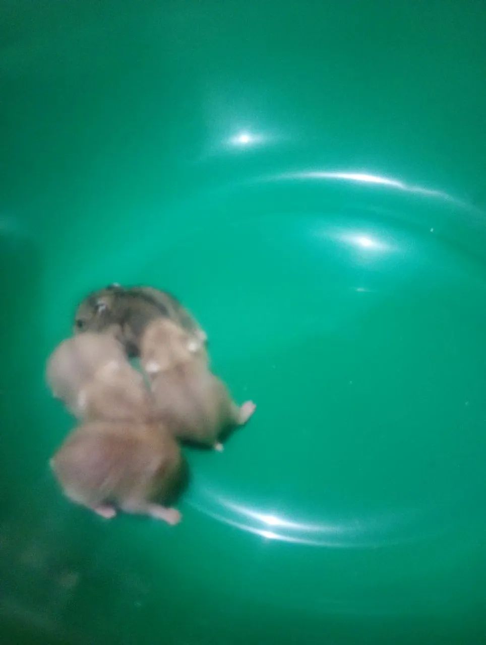 Hamster Anão Russo  - Foto 2