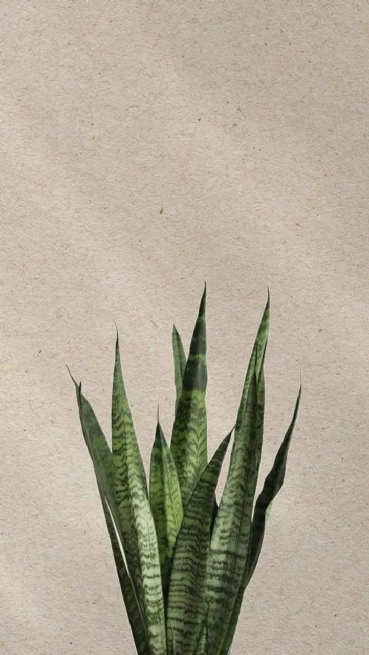 Espada de São Jorge vareagata - Foto 2