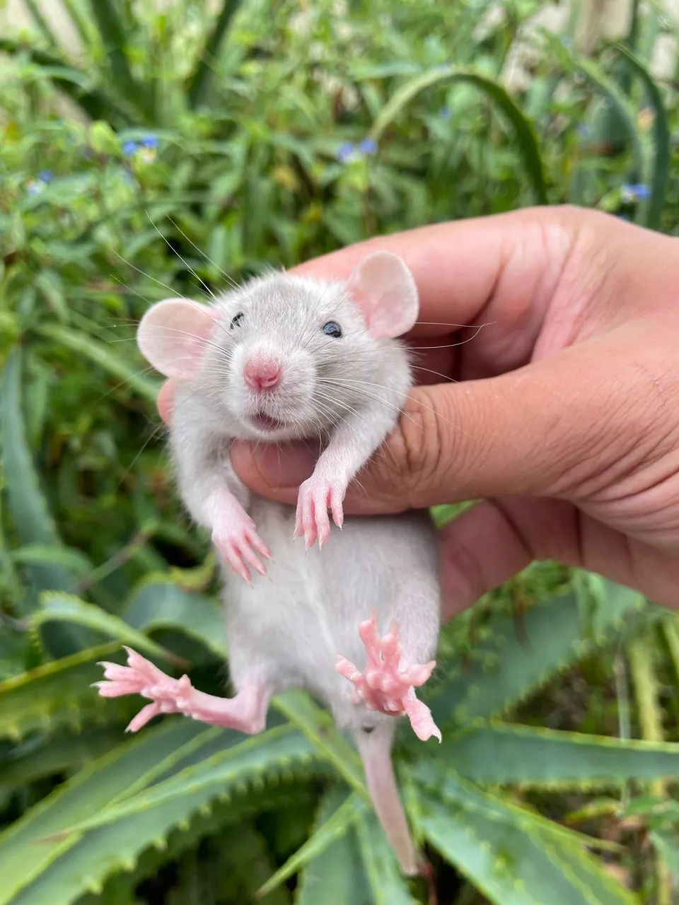 Ratos Twister Dumbo e Standard  - Foto 5