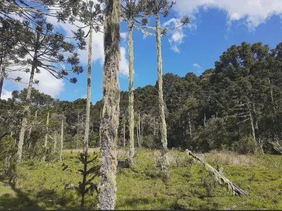 Fazenda/Sítio/Chácara para venda tem 580000 metros quadrados em Perico - São Joaquim - SC - Foto 3