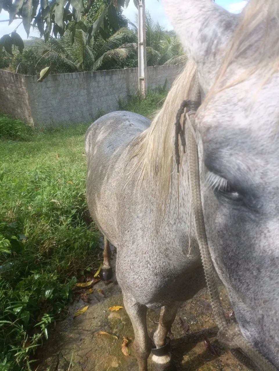 Cavalo  - Foto 4